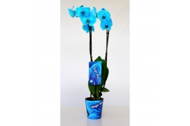 Phalaenopsis wonder light blue 2 tak