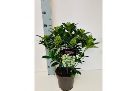 Skimmia japonica white globe 10+ bloem