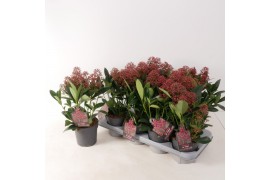 Skimmia japonica rubella 3+ bloem