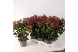 Skimmia japonica rubella 6+ bloem