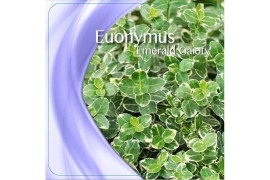 Euonymus fortunei emerald gaiety