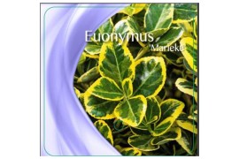 Euonymus japonicus marieke