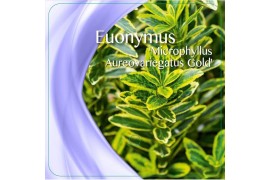 Euonymus jap. microphyllus aureovariegatus