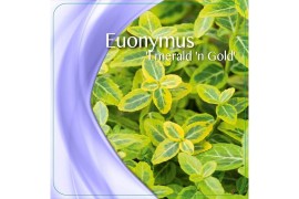 Euonymus emerald gold fortunei