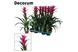 Guzmania freya