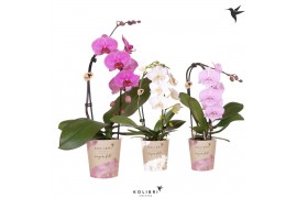 Phalaenopsis elegant cascade 1 tak niagara fall mix kolibri orchids