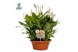 Spathiphyllum bellini 15+ bloem - AirSoPure + WOW etiket