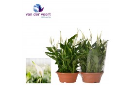 Spathiphyllum bellini 15+ bloem - Blanco hoes