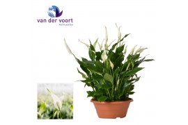 Spathiphyllum bellini 15+ bloem - Zonder hoes