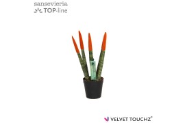 Sansevieria cylindrica velvet touchz oranje