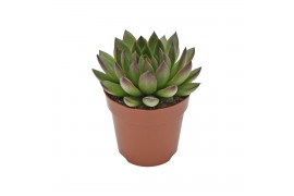 Echeveria agavoides ami-fiesta rosetta