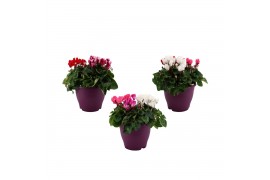 Cyclamen pers. midi super serie allure Cyclamen karnaval in 19 cm terr