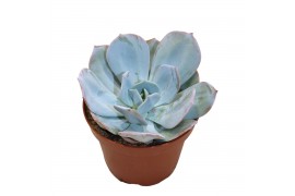 Echeveria Lauii Hybride