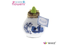 Hippeastrum gewaxt No Water Flowers Waxz Delfts Blauw Windmill