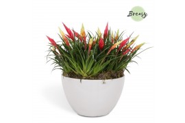 Arrangementen vriesea  Grande Panama keramiek - Multiflower Mix