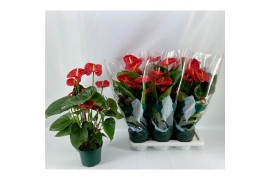 Anthurium andr. madural basic  80-85 cm