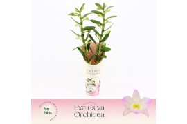 Dendrobium nobile spring dream kumiko 2-spike Exclusiva Orchidea Potco