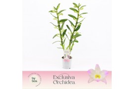 Dendrobium nobile spring dream kumiko 2-spike Exclusiva Orchidea 50 bl