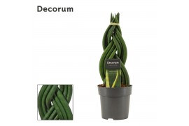 Sansevieria cylindrica braid decorum