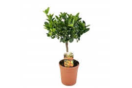 Citrofortunella microcarpa Citrus calamondin