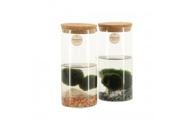 Arrangementen kamerplanten 90723: Marimo moss ball