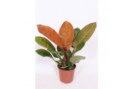 Philodendron prince of orange