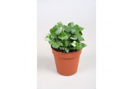 Hedera helix wonder 7pp - 5-8cm Rank