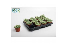 Sedum burrito Sedum Burrito 5 pp