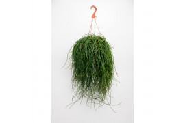 Rhipsalis floccosa hang