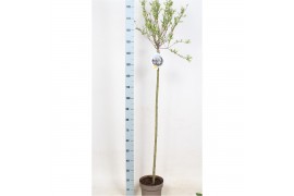 Salix integra hakuro nishiki Salix int. Hakuro Nishiki 120cm stam C7,5