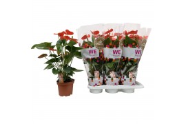 Anthurium andr. sierra orange we hoes