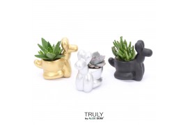 Succulenten TRULY Succulent, Balloon dog 1 pp