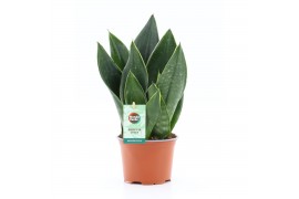 Sansevieria trifasciata black diamond