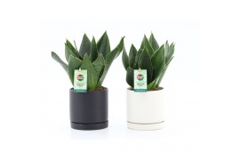 Sansevieria trifasciata black diamond in hainan keramiek