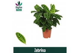 Calathea zebrina - Rhythm of Nature