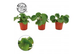 Pilea peperomioides