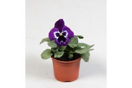 Viola wittrockiana evo f1 violet face alpha