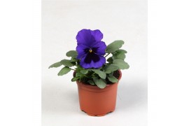 Viola wittrockiana delta f1 blue with blotch