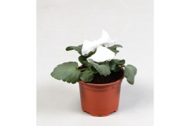 Viola wittrockiana delta f1 pure white