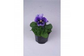 Viola wittrockiana flair light blue