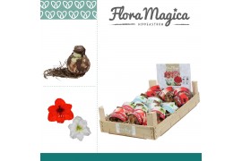 Bollen droog hippeastrum Mix 28/30 Bulb in Wooden Crate