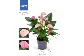 Anthurium joli duo mix in pot