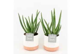 Aloe vera in milou keramiek