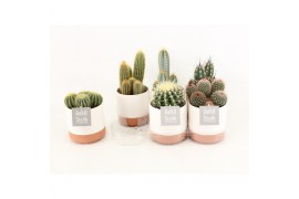 Cactus mix 6 soorten in milou keramiek