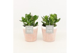 Crassula ovata in terracotta