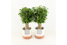 Ficus benjamina natasja in milou keramiek