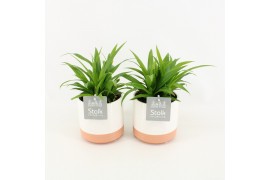 Chlorophytum lemon in milou keramiek