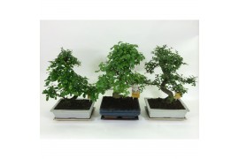 Bonsai mix Traditional