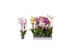 Phalaenopsis mix 3 tak - 22+ bloemen