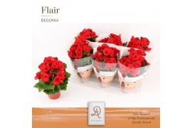 Begonia elatior du. baladin DolcAmore® Flair